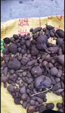 三叶青，石老鼠，金钱胡吊，干货，鲜货，都在卖