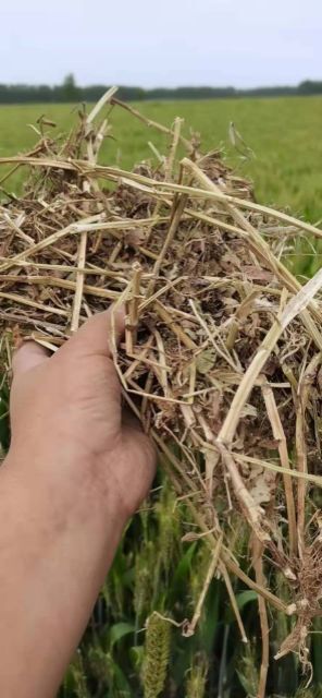 新蔡县花生秧 次二级草