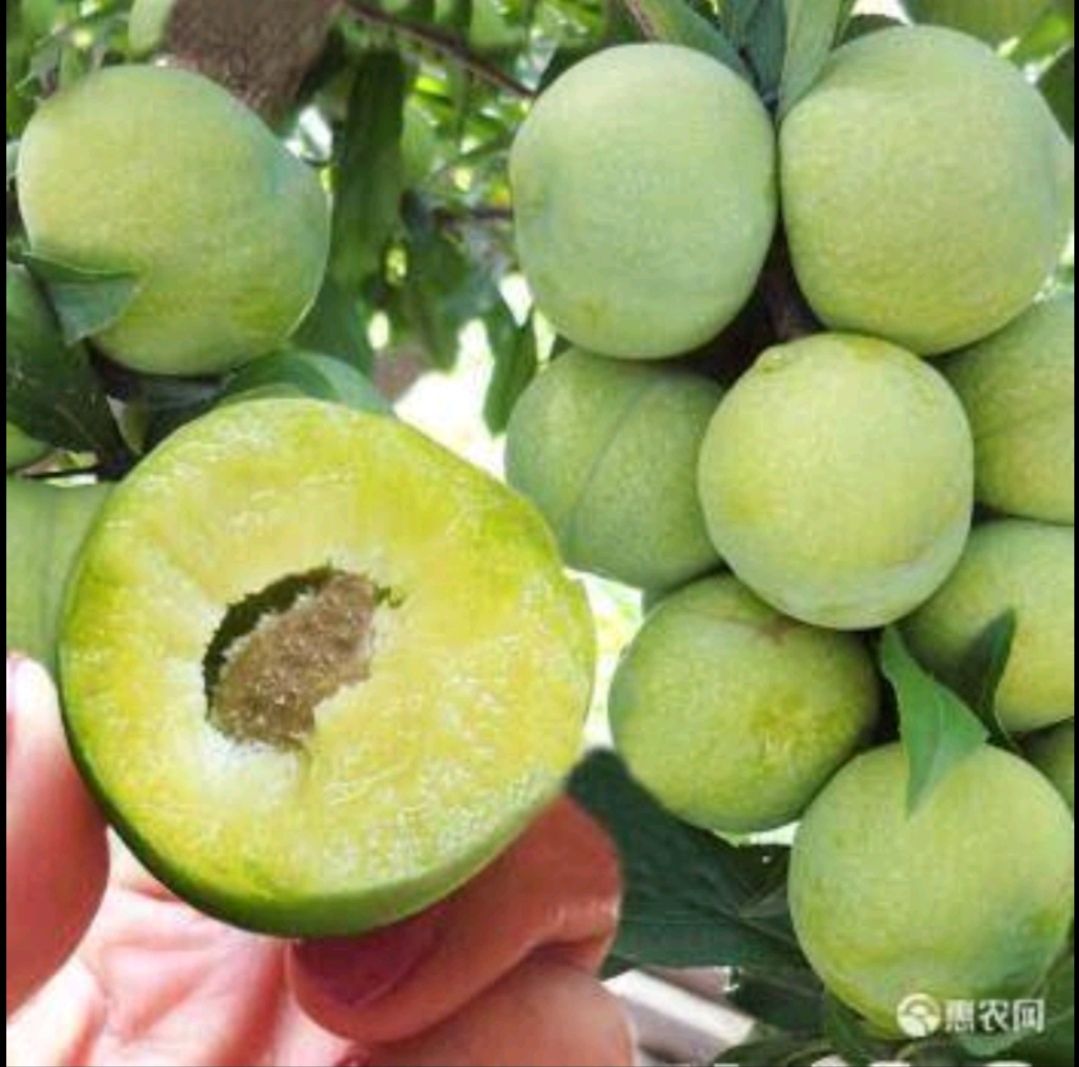 蜂糖李树苗 嫁接李子树苗，李子树苗皮薄肉厚口感好基地直