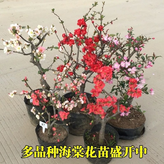 西府海棠  海棠树苗盆栽精品海棠花苗四季开花室内外盆栽南北方