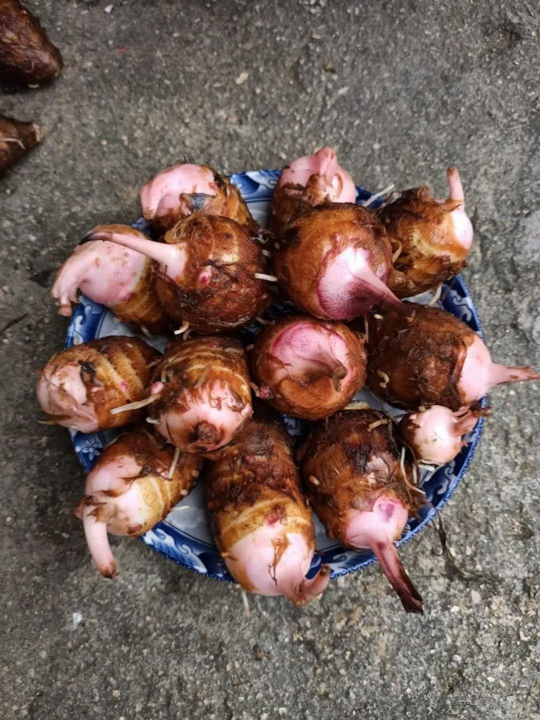  小黄姜，肉姜，大肉姜，地窖姜，红芽芋，本地姜，各种农产品