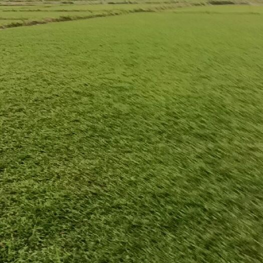 四会市绿意草坪基地大量供应大叶油草，