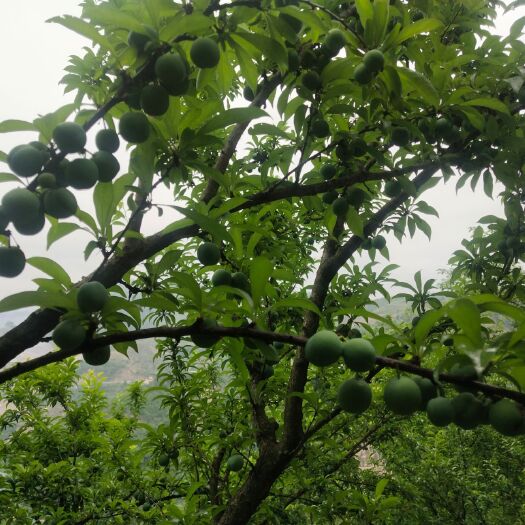 镇宁县四月李，蜂糖李。