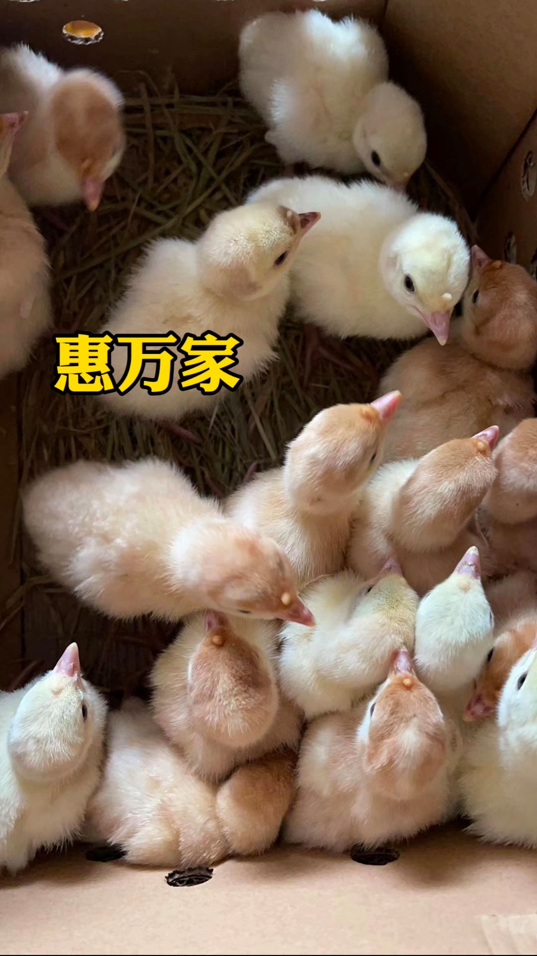 青铜火鸡苗 贝蒂娜火鸡苗 黑火鸡苗 包疫苗 成活高