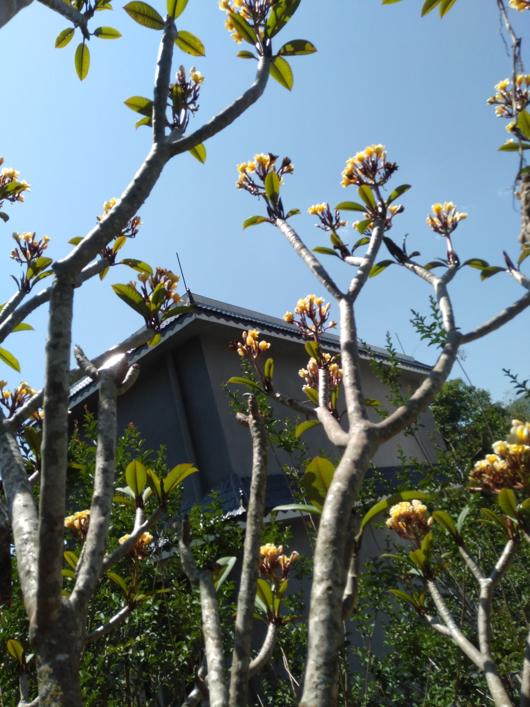 鸡蛋花红花带根发给