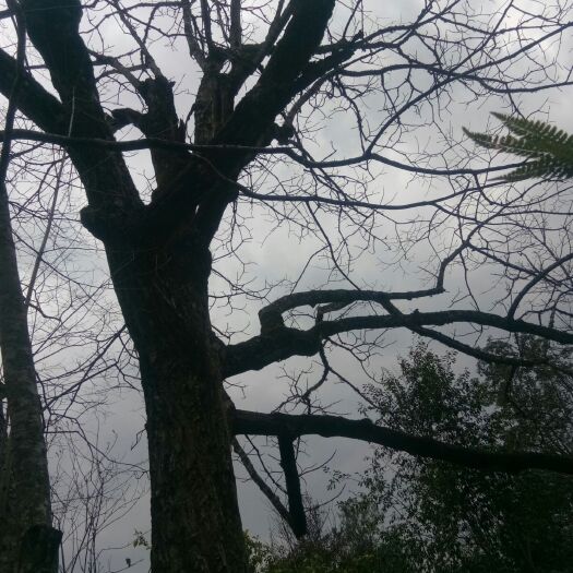 巍山县纯正核桃油