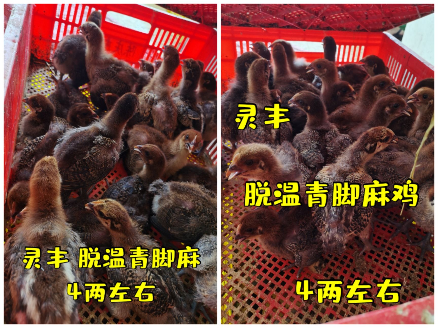 （10只起发）脱温麻鸭，脱温k9青脚麻、贵妃鸡`珍珠鸡卢花鸡