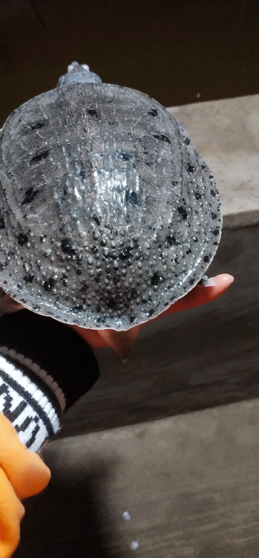  甲鱼苗