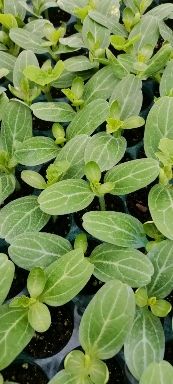 黑美人西瓜苗  黑美人，8424，甜王，无籽瓜，美都，黄玉瓜