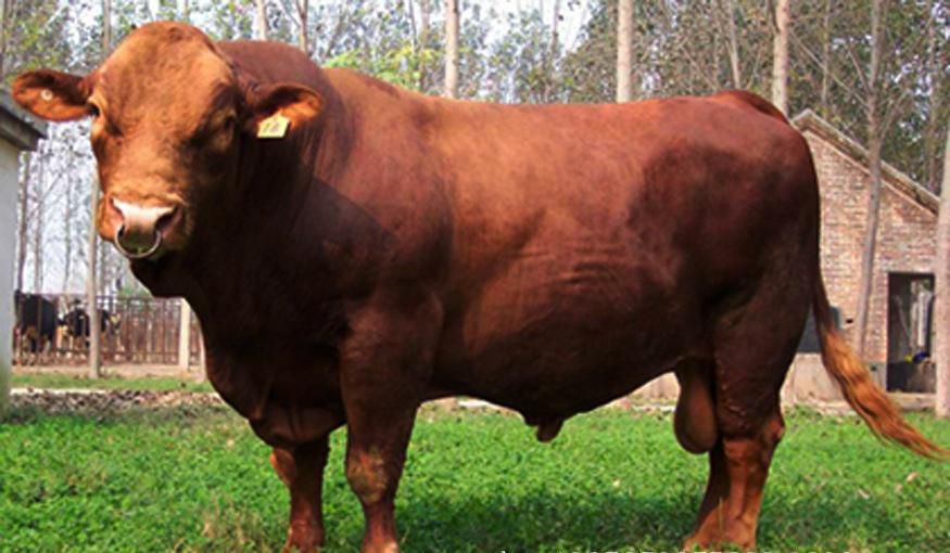 利木赞牛犊子活牛小牛苗怀孕母牛种公牛肉牛犊牛仔牛活体