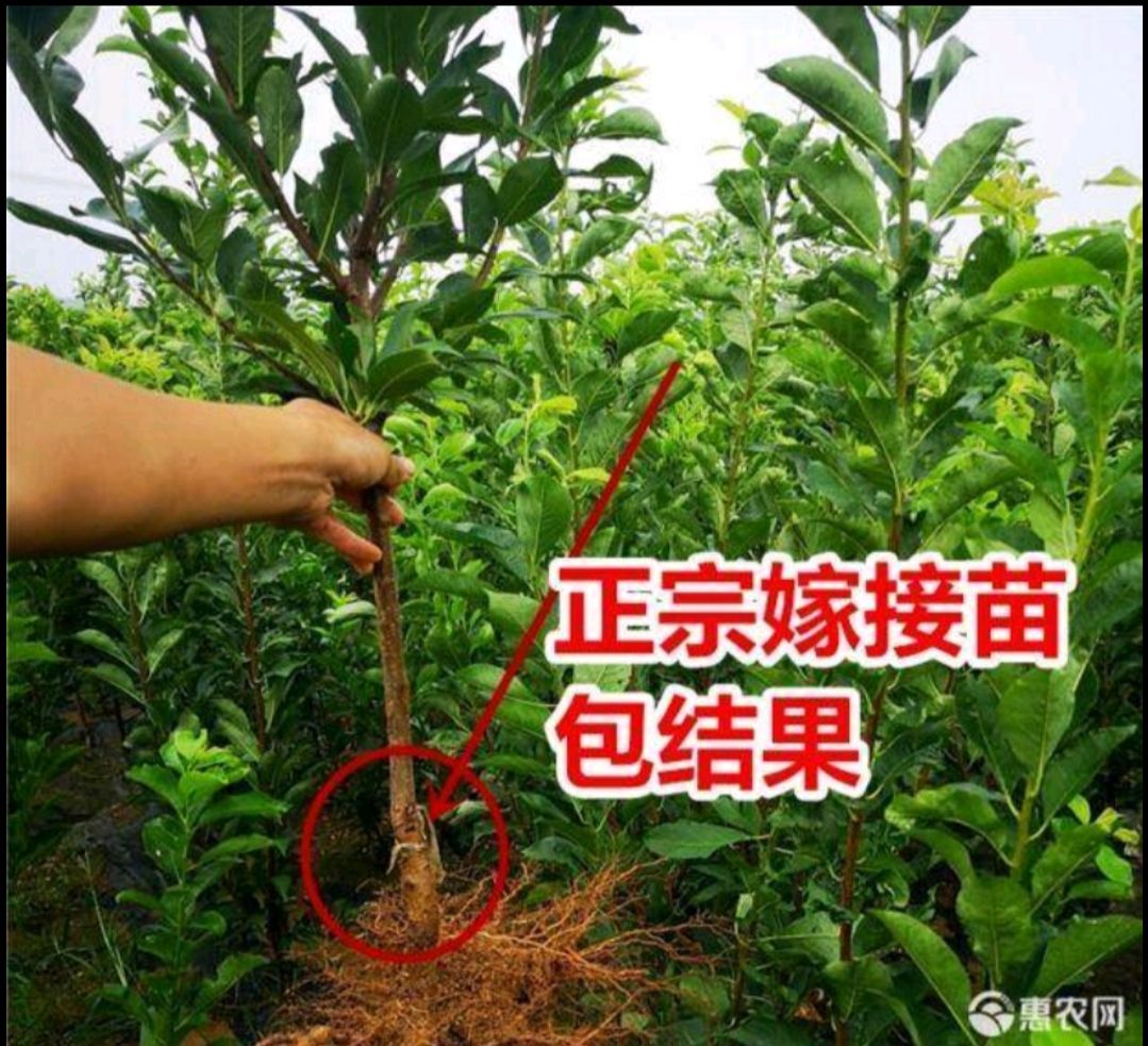 蜂糖李树苗 嫁接李子树苗，李子树苗皮薄肉厚口感好基地直