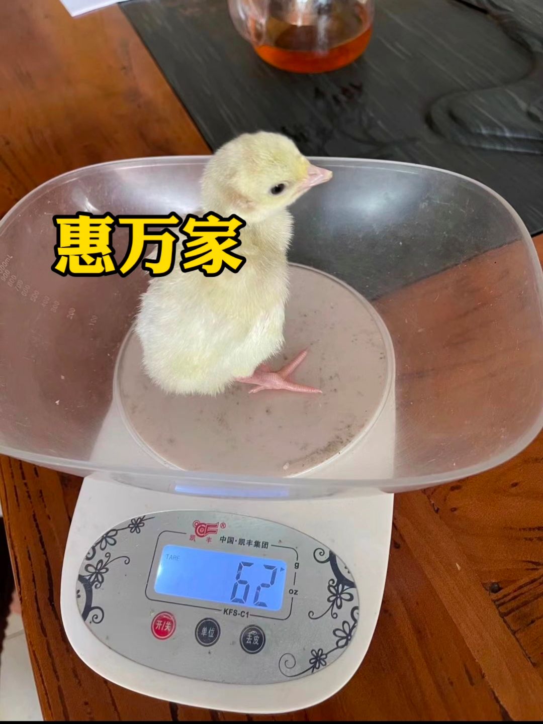 青铜火鸡苗 贝蒂娜火鸡苗 黑火鸡苗 包疫苗 成活高