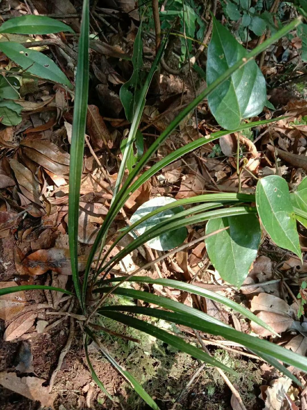 春蘭秋芝建蘭蕙蘭陽(yáng)臺(tái)寒蘭造景珍珠矮風(fēng)蘭兔耳蘭萬(wàn)代蘭紋瓣蘭盆距