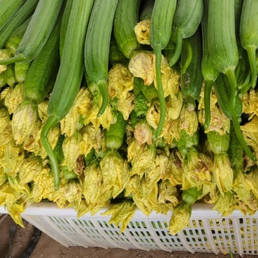 濮阳县鲜花丝瓜
