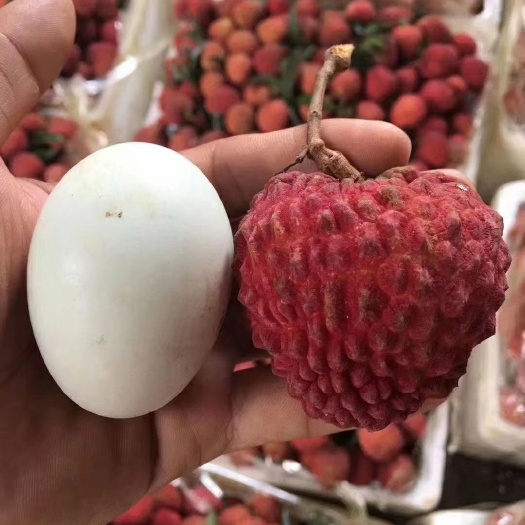 海南荔枝王 无核荔枝 5斤装 发货果大多汁厚肉清甜 顺丰空运