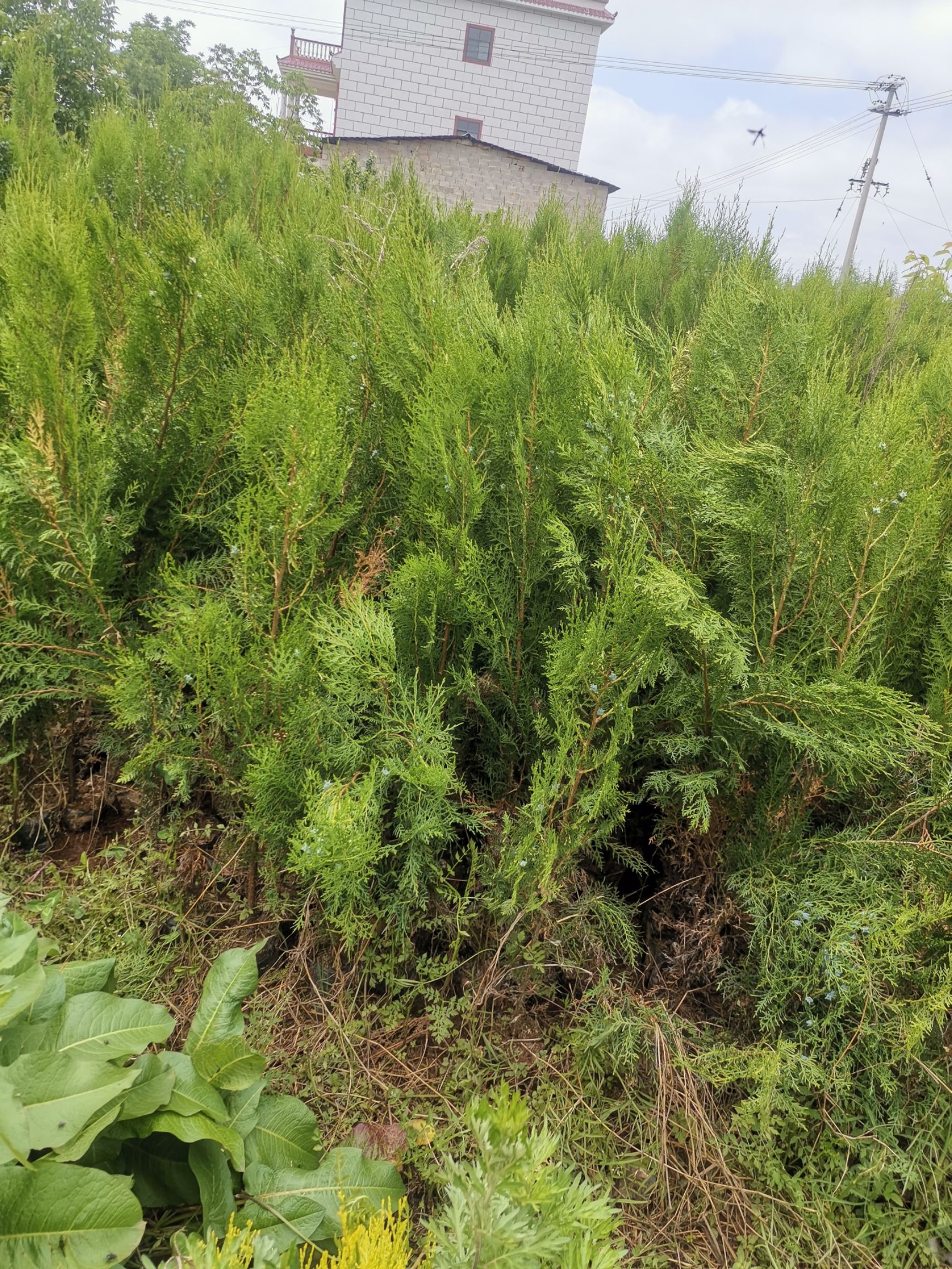 华山松 百之树，坟地上用的