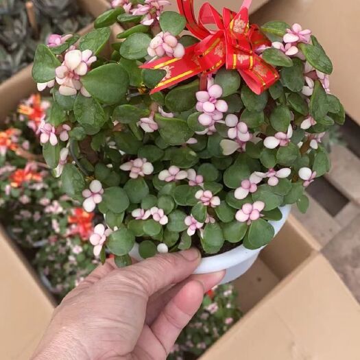 广州雅乐之舞花蓝造型多肉盆栽佳品盆栽开张送礼小盆栽