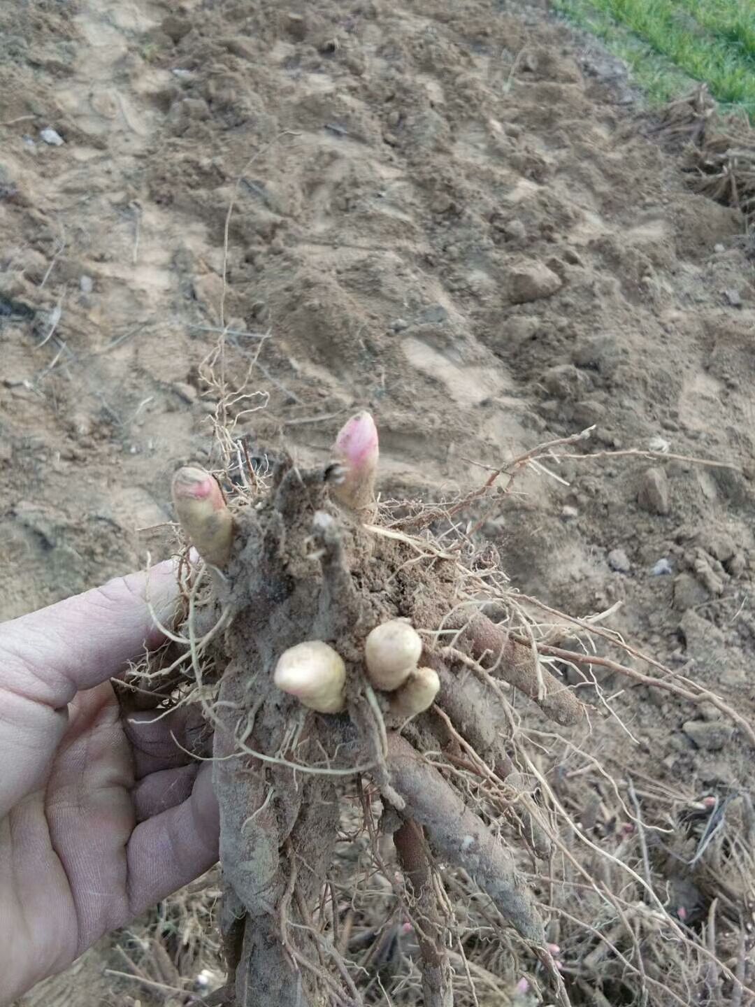 观赏芍药种块秋季出售