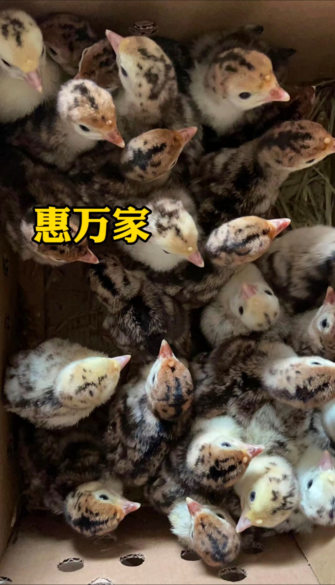 青铜火鸡苗 贝蒂娜火鸡苗 黑火鸡苗 包疫苗 成活高