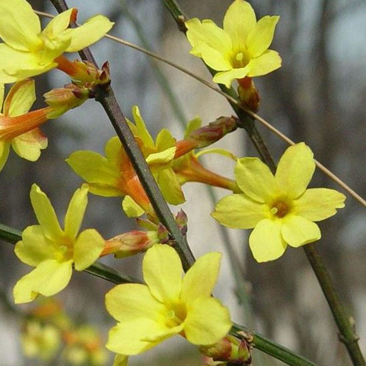 素馨花  庭院攀援观花植物迎春花苗工程绿化迎春花小苗盆栽地栽