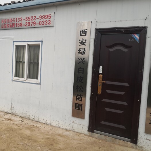 蓝田县 白皮松小苗