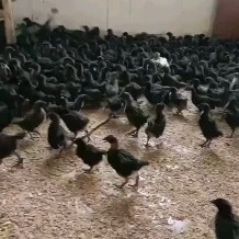 衡阳黑乌绿壳母脱温鸡苗 全国发货 包打疫苗 包运输存活