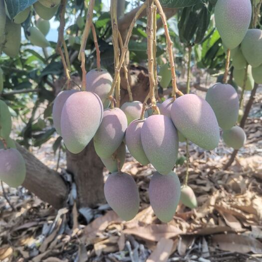 乐业县 贵妃芒果，光果地头直采