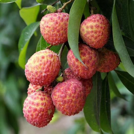 高州荔枝，产地直供