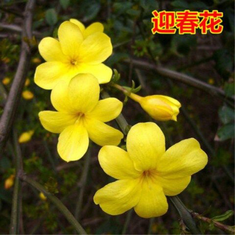 素馨花  庭院攀援观花植物迎春花苗工程绿化迎春花小苗盆栽地栽