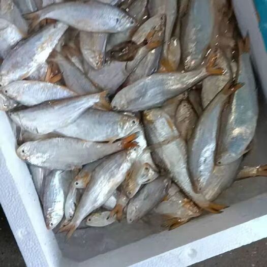 漳浦县小黄鱼 黄鱼