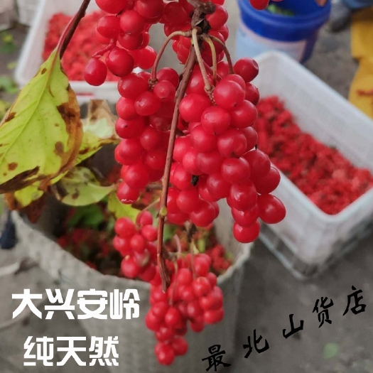 海林市 东北长白山北五味子