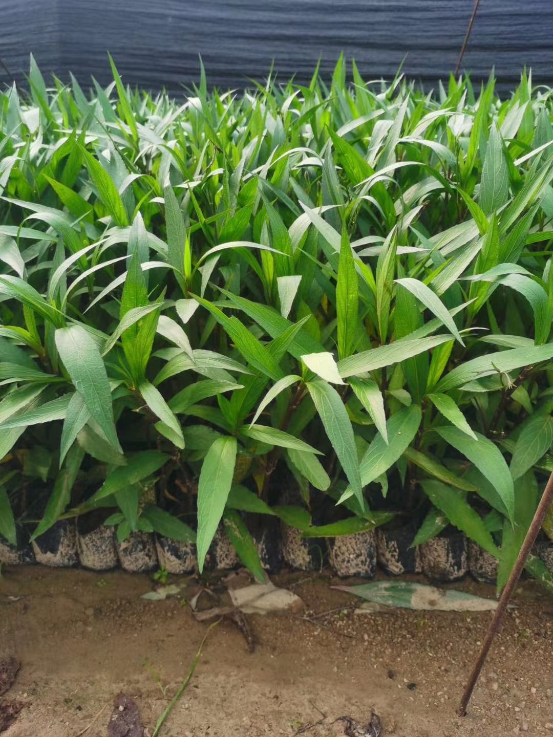 大花芦莉 基地紫花翠芦莉小袋苗