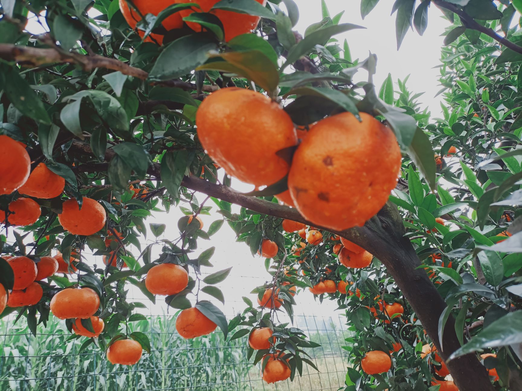 默科特（二月红）