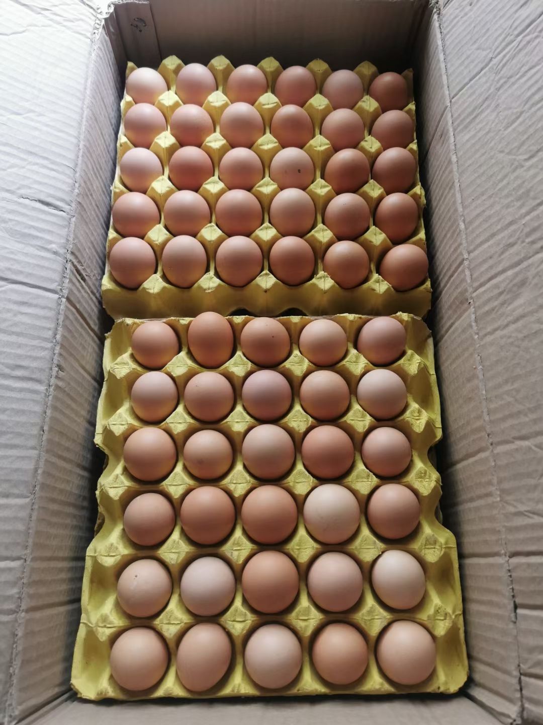 粉壳蛋  双色大龙五，大午，粉六，360个净36--42斤