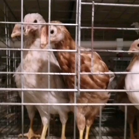 安阳 青年鸡蛋鸡脱温鸡活禽家禽