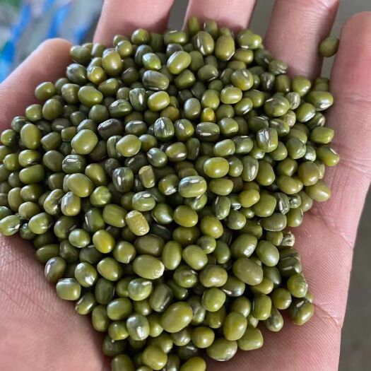 陇川县灰绿豆  缅甸绿豆