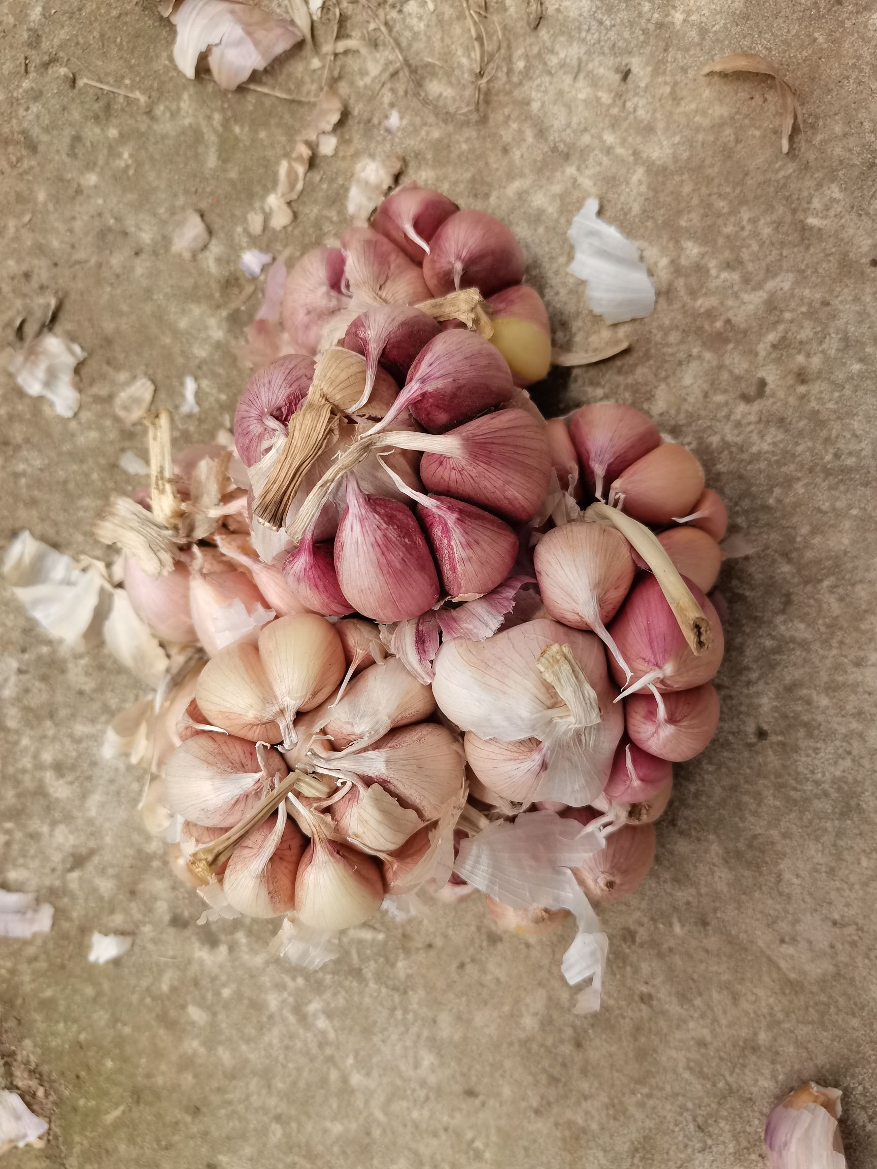 紫皮干蒜