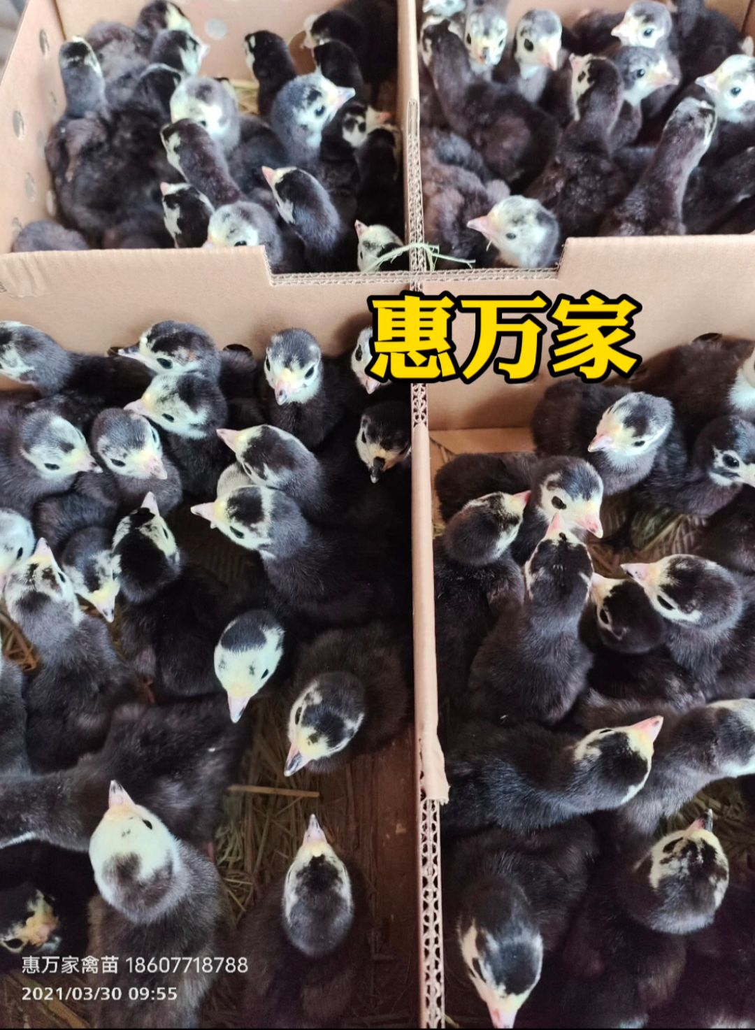 青铜火鸡苗 贝蒂娜火鸡苗 黑火鸡苗 包疫苗 成活高
