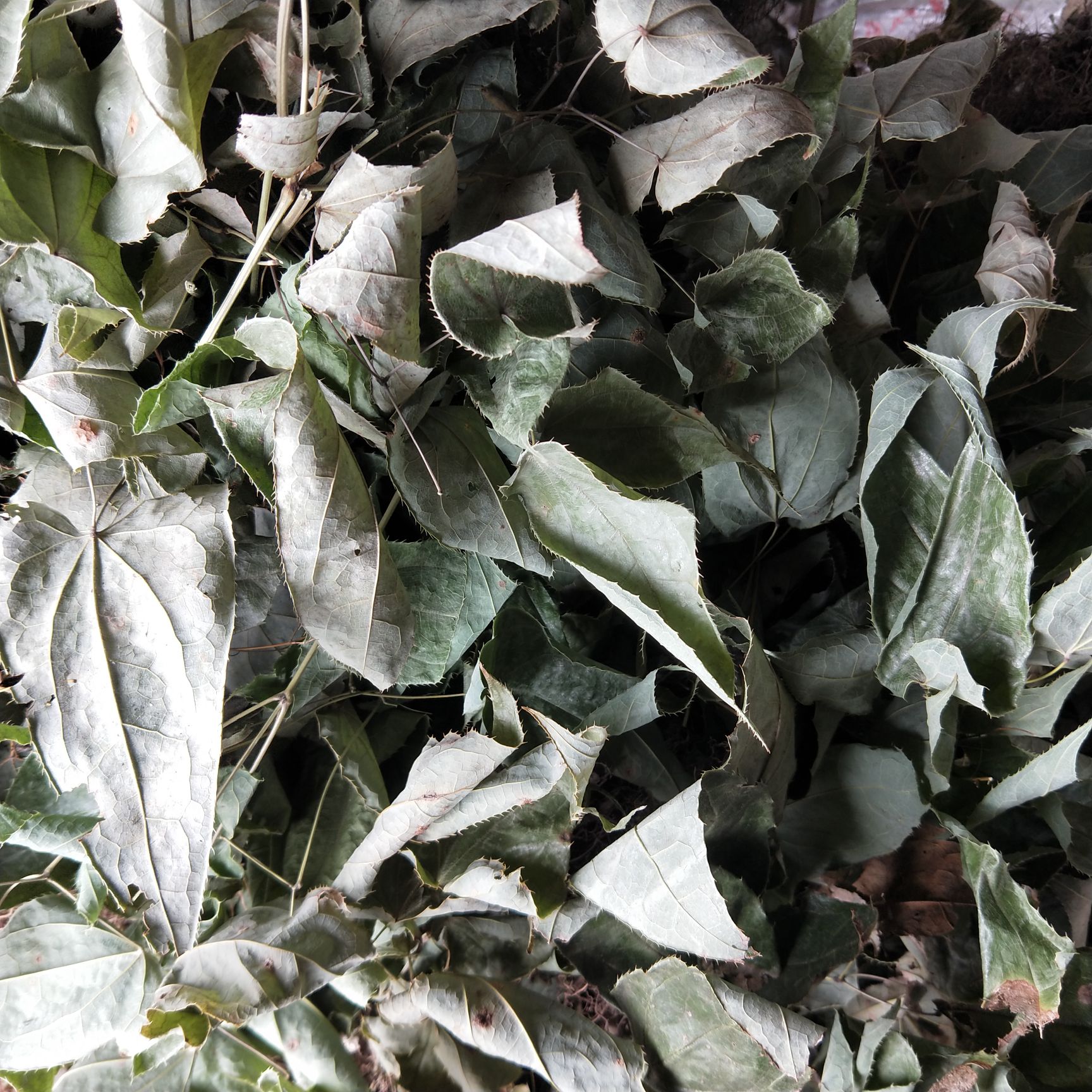箭叶淫羊藿  淫阳霍贵州。，干货
