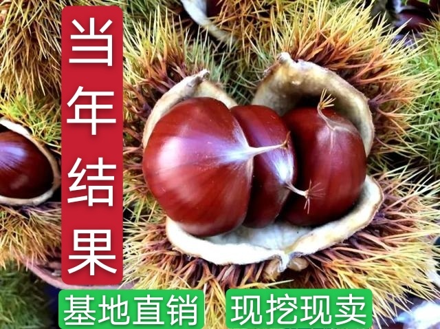 平邑县大红袍板栗苗  板栗树苗，嫁接板栗树苗，皮薄肉多香甜可口提供
