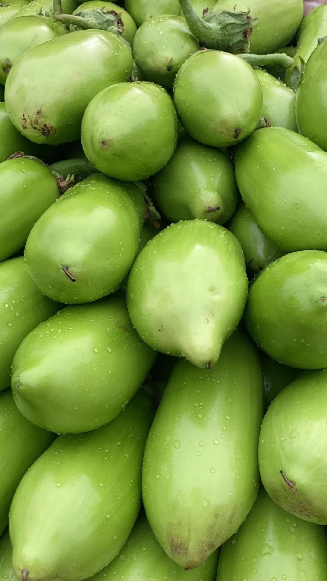  新野县绿禾蔬菜青茄茄子大量供应