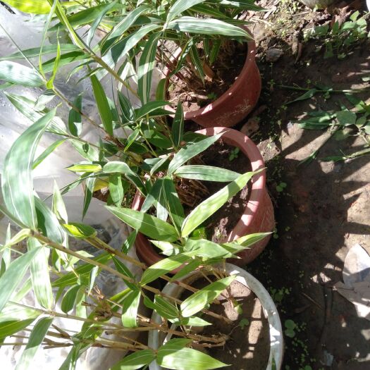 思茅彩虹石竹  彩虹竹