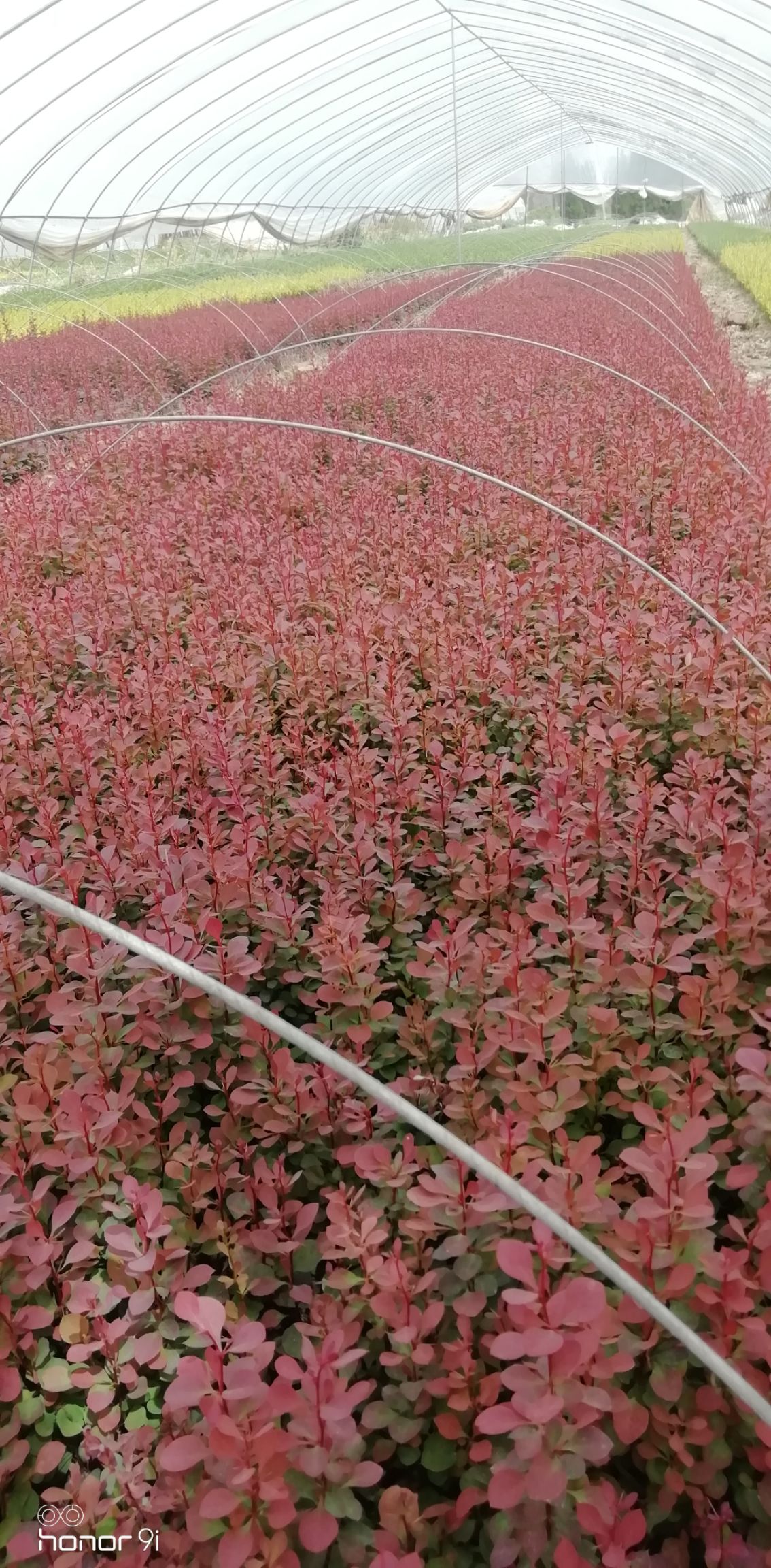 红叶小檗篱笆高度40公分