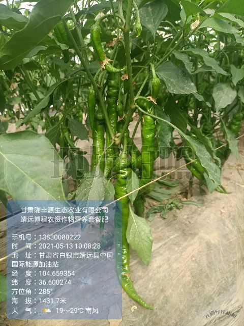 靖远县辣椒