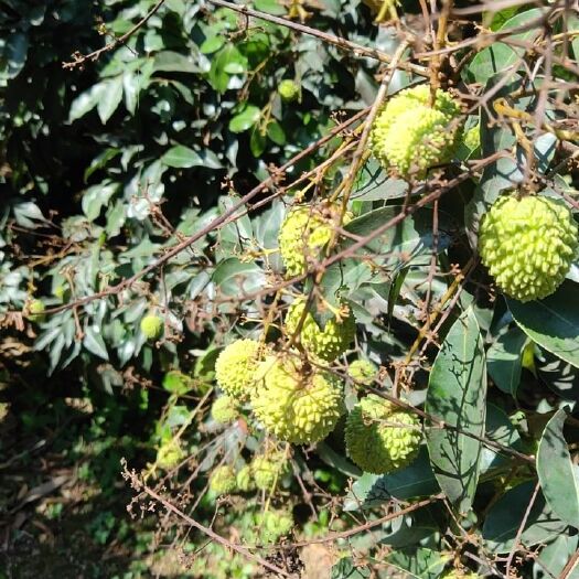 廉江市桂味荔枝 荔枝
