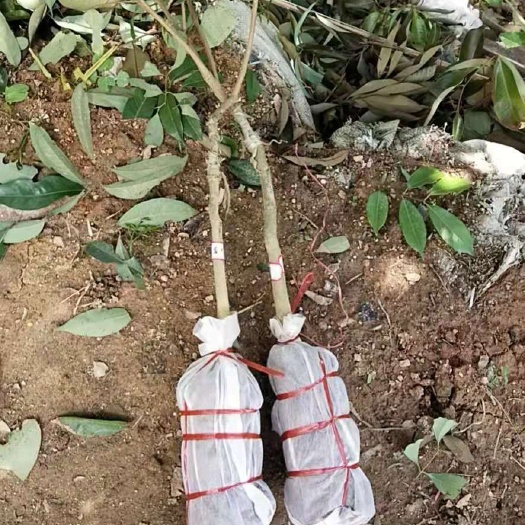 灵山县糯米糍荔枝苗  荔枝苗