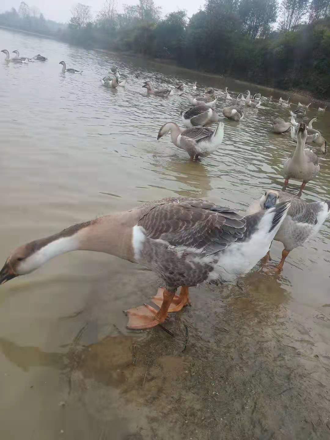 杂交鹅苗  四季鹅苗   灰鹅苗 优质  孵化场直销