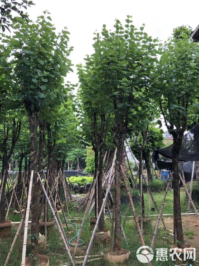 宫粉紫荆价格 - 批发宫粉紫荆树苗，普宁欣景洋紫荆种植基地