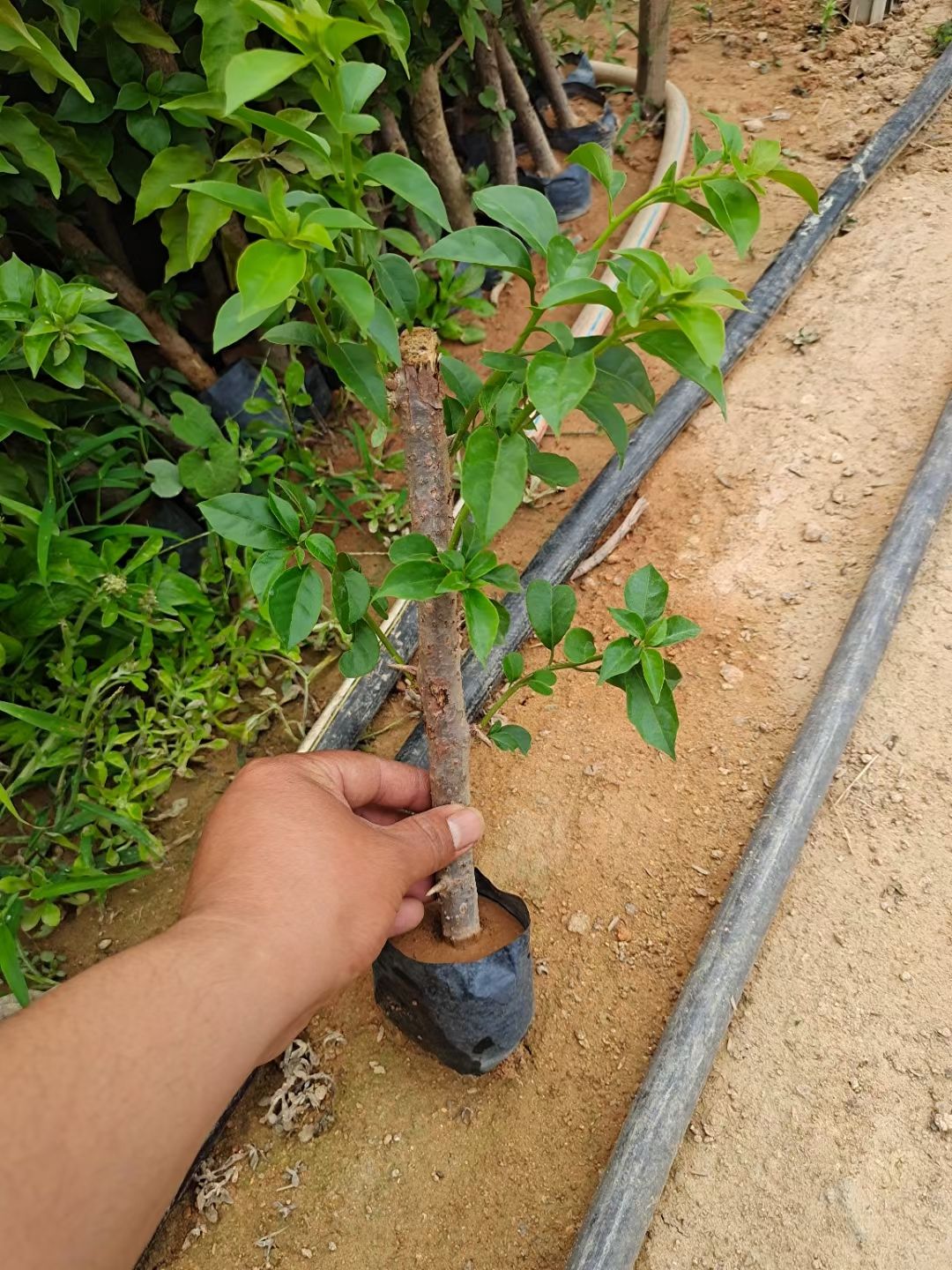 紫花三角梅 基地批发三角梅小苗，现挖现发，技术支持