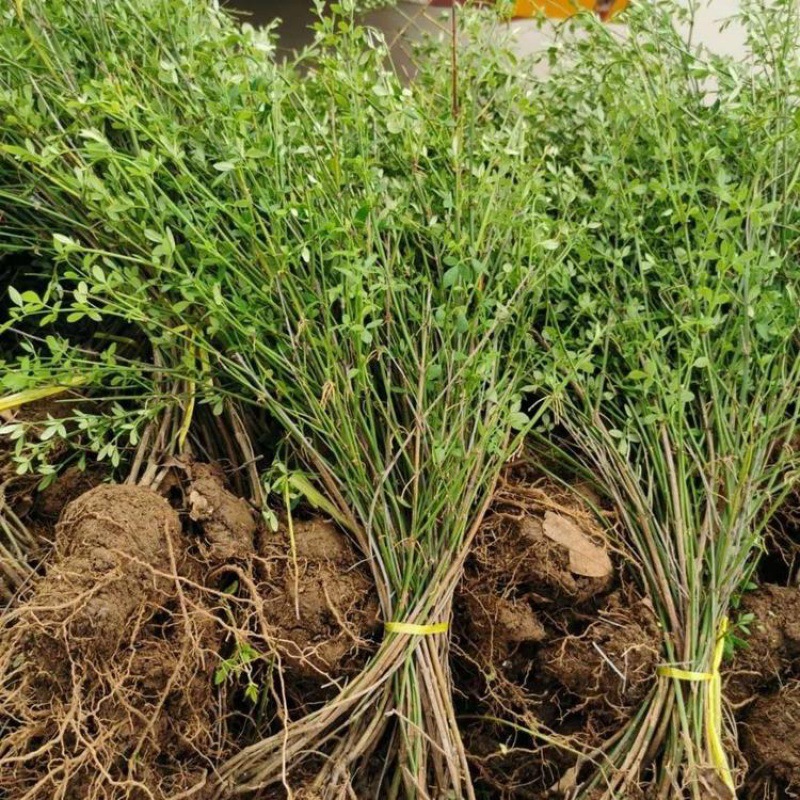 素馨花  庭院攀援观花植物迎春花苗工程绿化迎春花小苗盆栽地栽